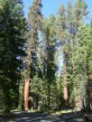 USA/Mariposa Redwood Grove/DSCN0926