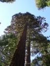 USA/Mariposa Redwood Grove/DSCN0927