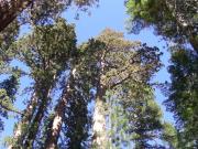 USA/Mariposa Redwood Grove/DSCN0932
