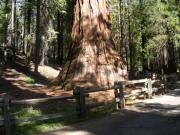 USA/Mariposa Redwood Grove/DSCN0933