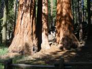 USA/Mariposa Redwood Grove/DSCN0934