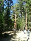 USA/Mariposa Redwood Grove/DSCN0938