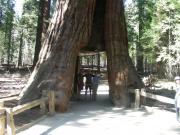 USA/Mariposa Redwood Grove/DSCN0940