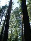 USA/Mariposa Redwood Grove/DSCN0945