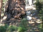 USA/Mariposa Redwood Grove/DSCN0953
