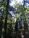 USA/Mariposa Redwood Grove/DSCN0955