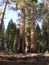 USA/Mariposa Redwood Grove/DSCN0961
