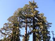 USA/Mariposa Redwood Grove/DSCN0965