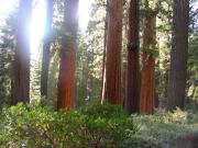 USA/Mariposa Redwood Grove/DSCN0967