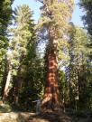 USA/Mariposa Redwood Grove/DSCN0970