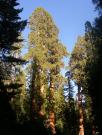 USA/Mariposa Redwood Grove/DSCN0974