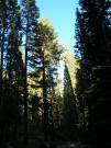 USA/Mariposa Redwood Grove/P9190159