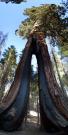 USA/Mariposa Redwood Grove/Pano - 239 Tuesday 232