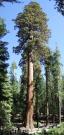 USA/Mariposa Redwood Grove/Pano - 247 Tuesday 167