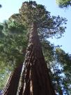 USA/Mariposa Redwood Grove/Tuesday 171
