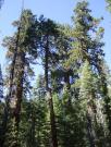 USA/Mariposa Redwood Grove/Tuesday 177