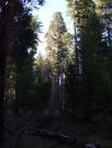 USA/Mariposa Redwood Grove/Tuesday 225
