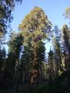 USA/Mariposa Redwood Grove/Tuesday 243