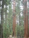 USA/Sequoia National Park/The General Sherman/DSC01793