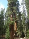 USA/Sequoia National Park/The General Sherman/DSC01799