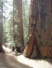 USA/Sequoia National Park/The General Sherman/DSC01813