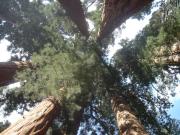 USA/Sequoia National Park/The General Sherman/DSC01818