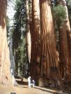 USA/Sequoia National Park/The General Sherman/DSC01819