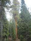 USA/Sequoia National Park/The General Sherman/DSC01828