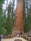 USA/Sequoia National Park/The General Sherman/DSCN1085