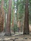 USA/Sequoia National Park/The General Sherman/DSCN1106