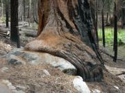 USA/Sequoia National Park/The General Sherman/DSCN1107