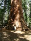 USA/Sequoia National Park/The General Sherman/DSCN1113