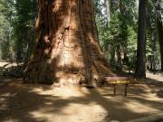 USA/Sequoia National Park/The General Sherman/DSCN1114