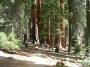 USA/Sequoia National Park/The General Sherman/DSCN1115
