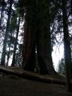 USA/Sequoia National Park/The General Sherman/DSCN1131