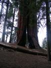 USA/Sequoia National Park/The General Sherman/DSCN1132