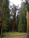 USA/Sequoia National Park/The General Sherman/DSCN1135