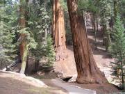 USA/Sequoia National Park/The General Sherman/P9190060