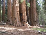 USA/Sequoia National Park/The General Sherman/P9190108