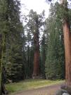 USA/Sequoia National Park/The General Sherman/P9190117