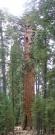 USA/Sequoia National Park/The General Sherman/Pano - DSCN1070 - DSCN1073