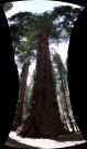 USA/Sequoia National Park/The General Sherman/Pano - Wednesday 052 - Wednesday 058