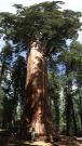 USA/Sequoia National Park/The General Sherman/Pano - Wednesday 062 - Wednesday 068