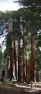 USA/Sequoia National Park/The General Sherman/Pano - Wednesday 071 - Wednesday 077