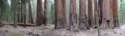 USA/Sequoia National Park/The General Sherman/Pano - Wednesday 080 - Wednesday 084
