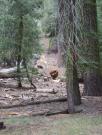 USA/Sequoia National Park/The General Sherman/Wednesday 034