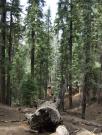 USA/Sequoia National Park/The General Sherman/Wednesday 051