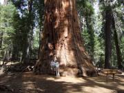 USA/Sequoia National Park/The General Sherman/Wednesday 069