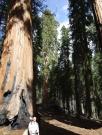 USA/Sequoia National Park/The General Sherman/Wednesday 079