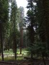 USA/Sequoia National Park/The General Sherman/Wednesday 094